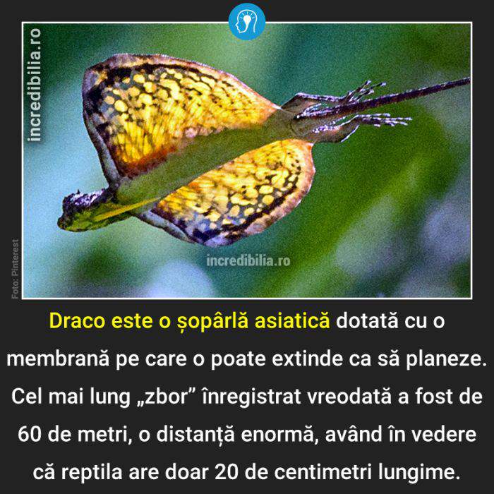 1046. soparla draco_46_red_compressed