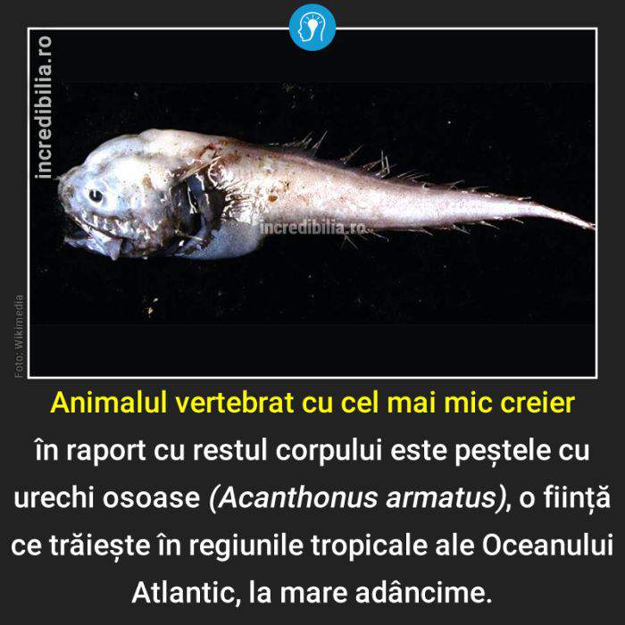 1056. animalul vertebrat cu cel mai mic creier_56_red_compressed