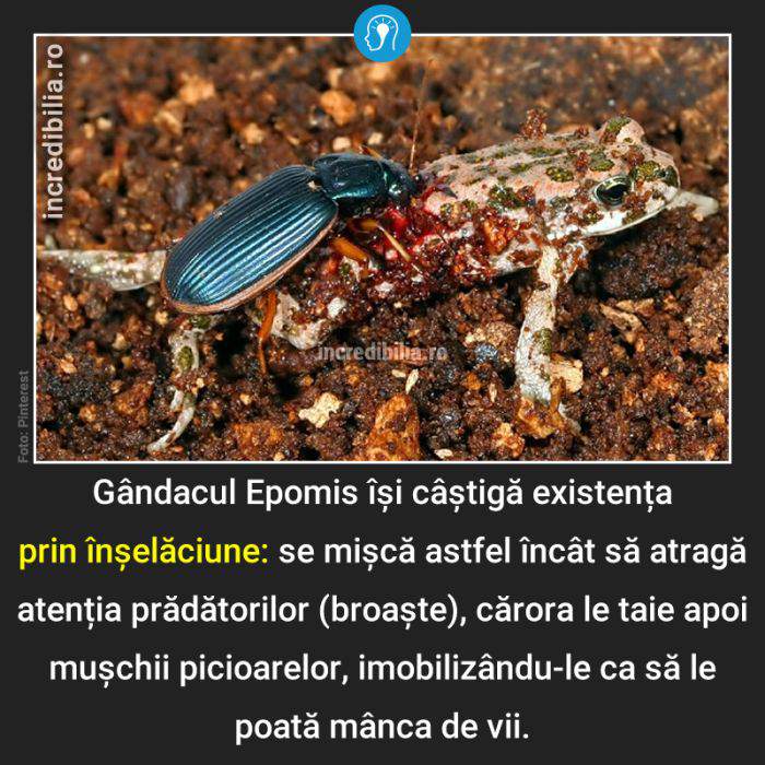 1064. gandacul epomis_64_red_compressed