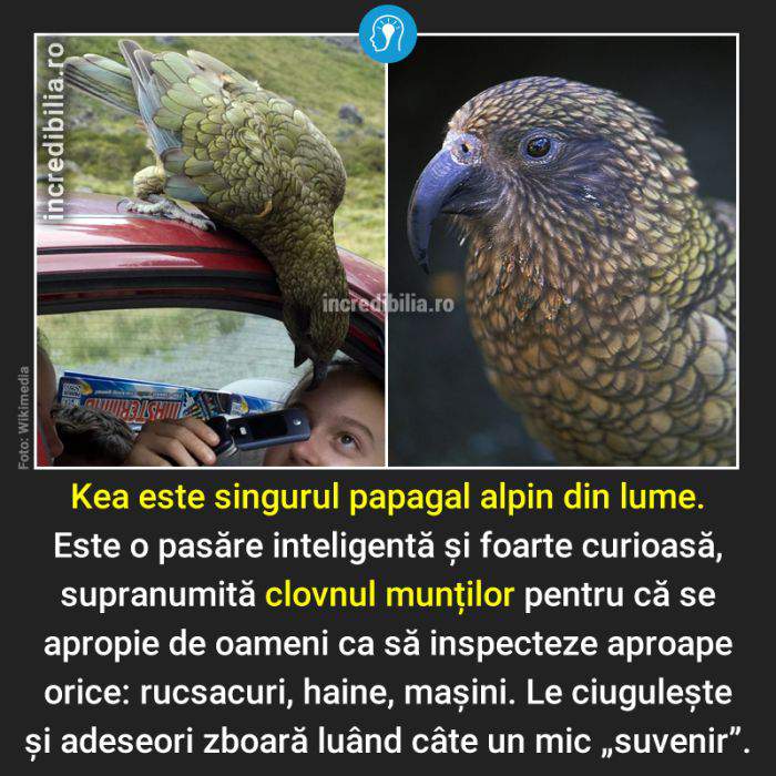 1085. kea papagal_84_red_compressed