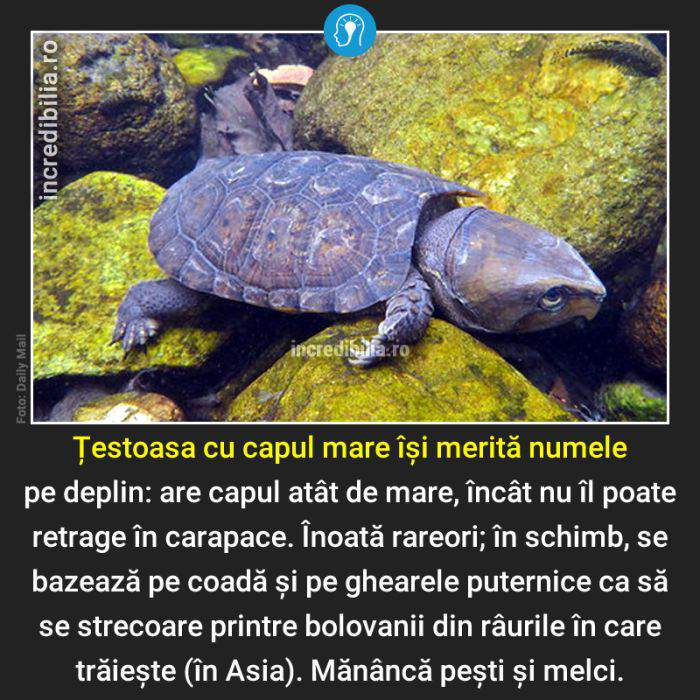 1131. testoasa cu capul mare_129_red_compressed