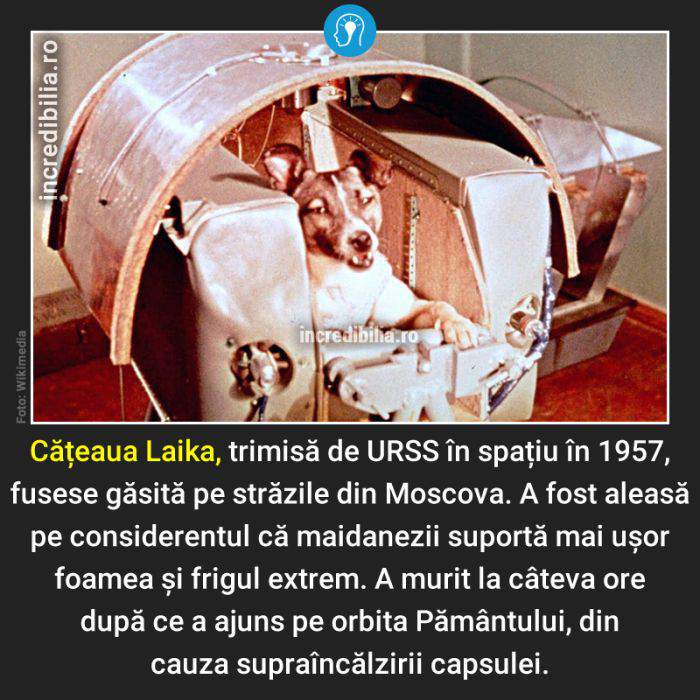 1138. cateaua laika_135_red_compressed