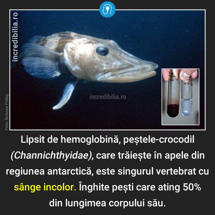 1165. pestele crocodil cu sange incolor_161_red_compressed