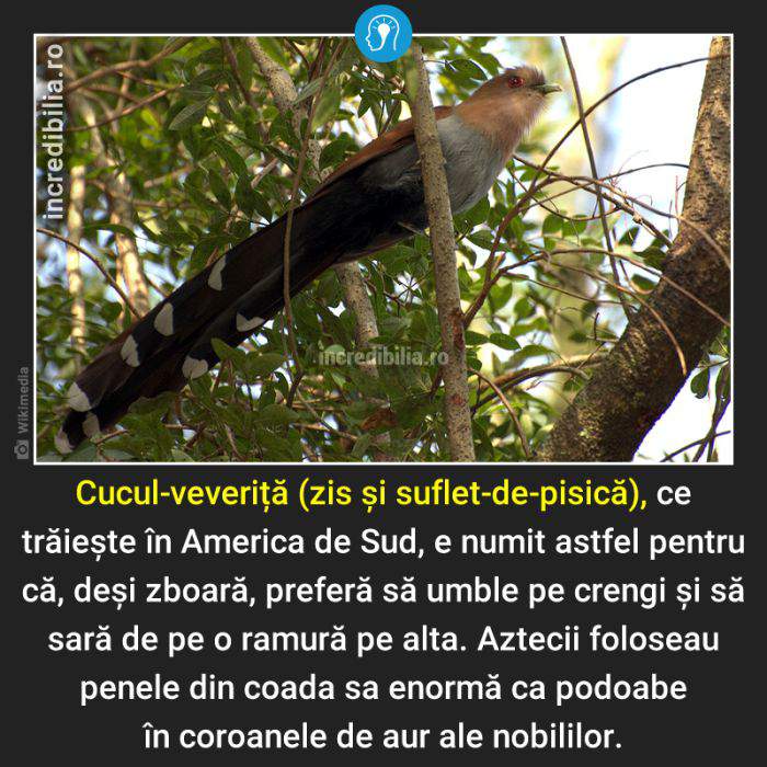 1194. cucul veverita_189_red_compressed