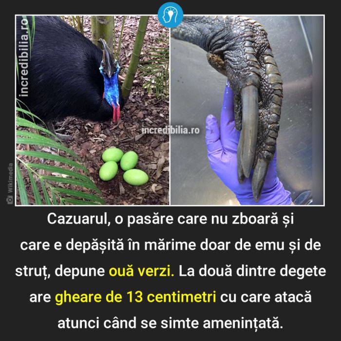 1210. cazuar oua verzi gheare mari_10_red_compressed