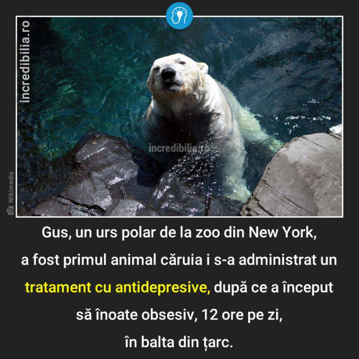 1212. urs polar gus antidepresive_12_red_compressed