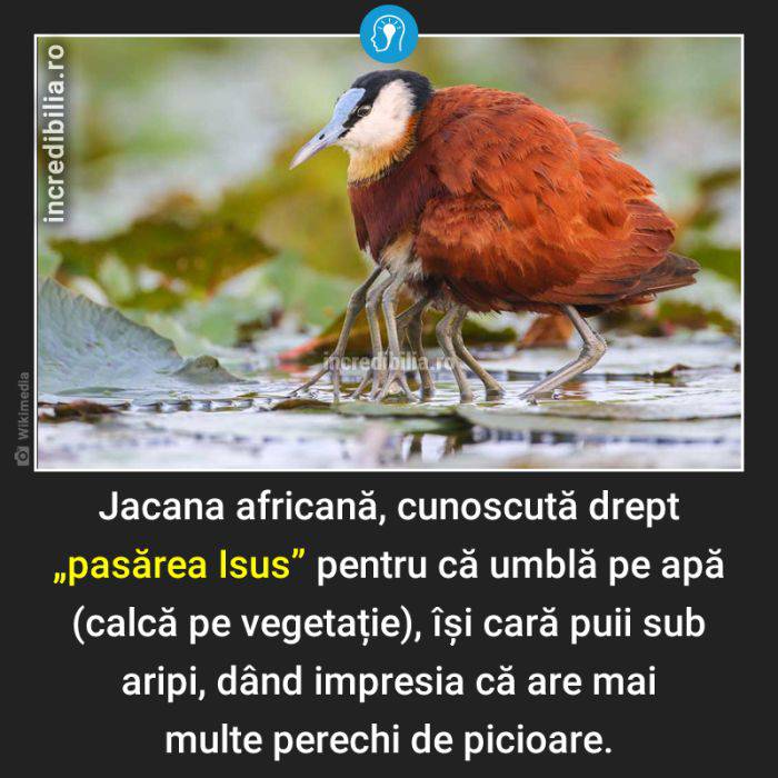 1216. pasarea isus jacana africana_16_red_compressed