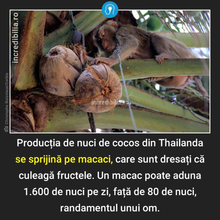 1239. macaci nuci de cocos thailanda_37_red_compressed