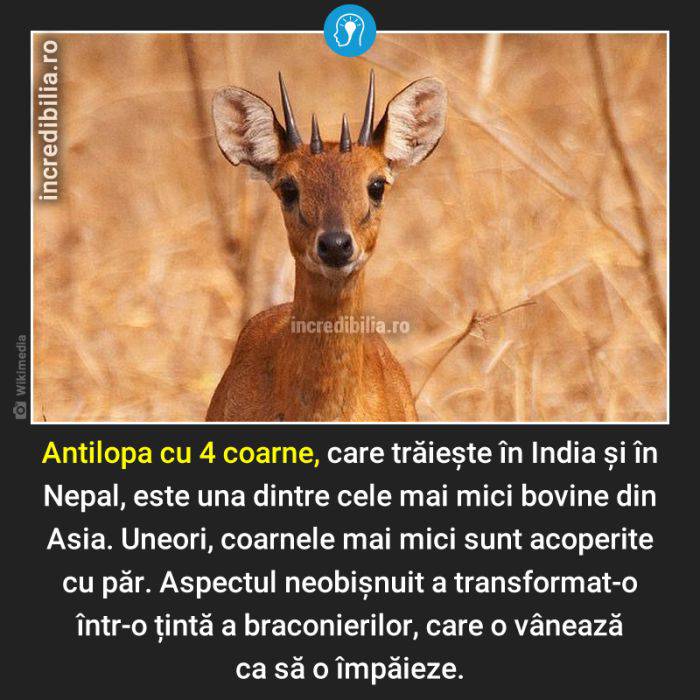 1240. antilopa cu 4 coarne_38_red_compressed
