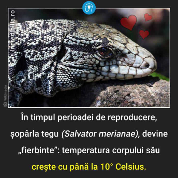 1249. soparla tegu fierbinte_46_red_compressed