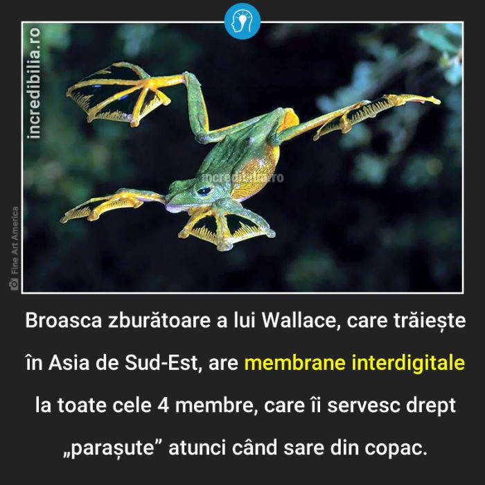 1271. broasca zburatoare a lui wallace_67_red_compressed