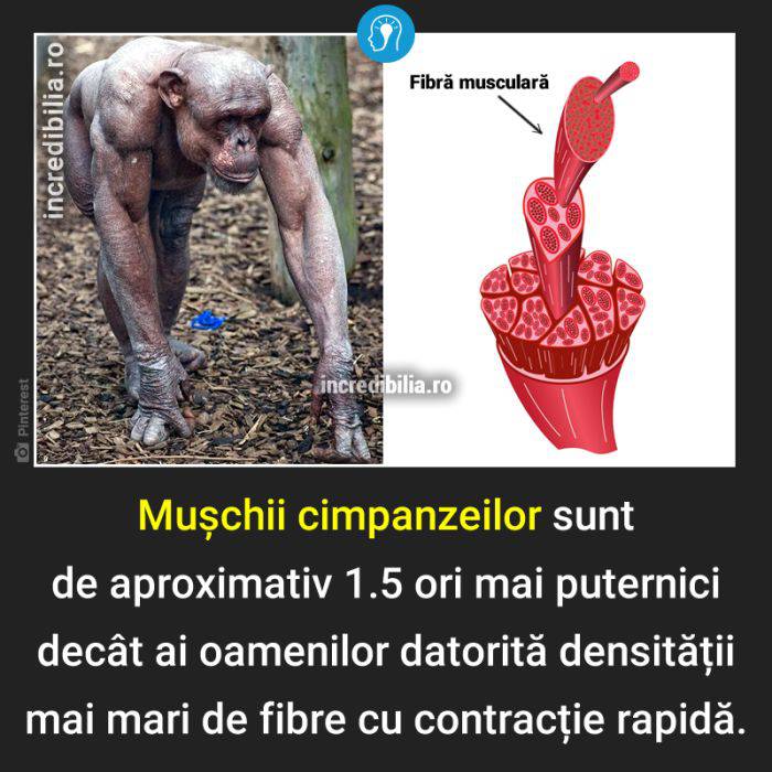 1283. muschii cimpanzeilor_79_red_compressed