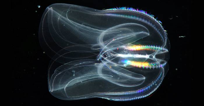 Nuca de mare (Mnemiopsis leidyi), singurul animal cu anus temporar