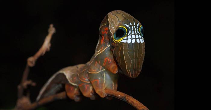Phyllodes imperialis omida care imită un cap de mort ca să sperie prădătorii