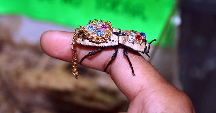 Bijuteriile din insecte vii, moda bizară cu origini în Egiptul Antic