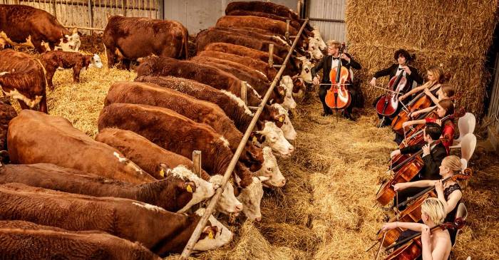 Concertele de muzică clasică organizate pentru vacile din Danemarca