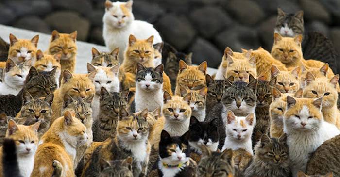Tashirojima, insula japoneză unde pisicile sunt la „putere” din 1602