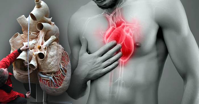 12 curiozități despre inimă, acest mușchi inteligent care susține viața