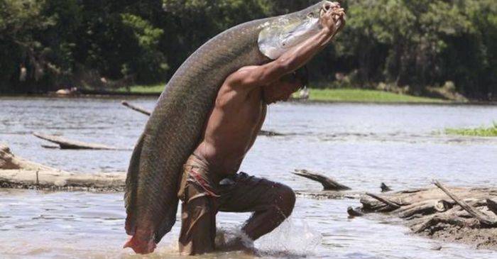 Acesta este arapaima, cel mai mare pește de râu din lume, care trăiește în Amazon featured_compressed