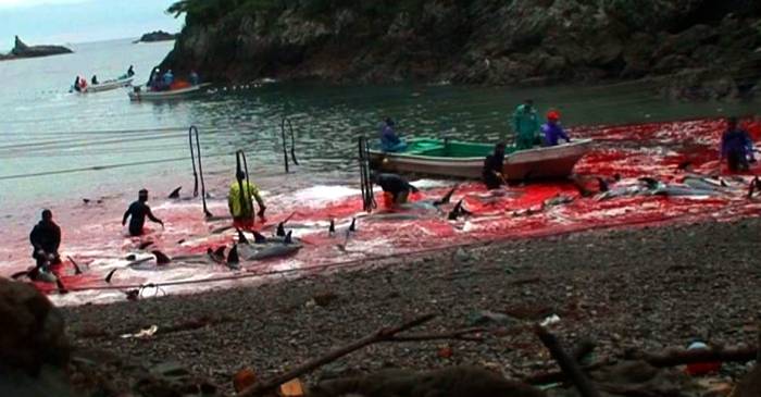 Vânătoarea de delfini din Taiji, măcelul care produce valuri de sânge