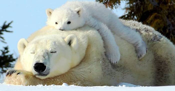 de ce in antarctica nu exista ursi polari_compressed