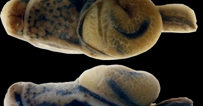 O nouă specie de semi-melc ne reamintește că evoluția este în plină desfășurare