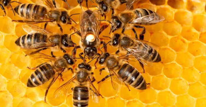 Până și albinele au sentimente. Ce se întâmplă în creierul celor mai harnice insecte?