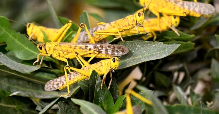 Cum ar putea lăcustele canibale să ajute la dezvoltarea de noi pesticide