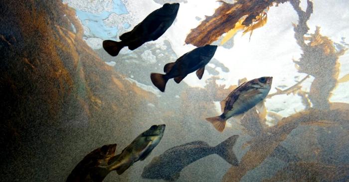 „Atlantificarea” Oceanului Arctic a început! Un cercetător a făcut o descoperire neașteptată