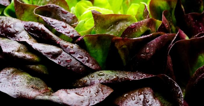 Insulina cultivată în salată verde nu va mai necesita injecții dureroase