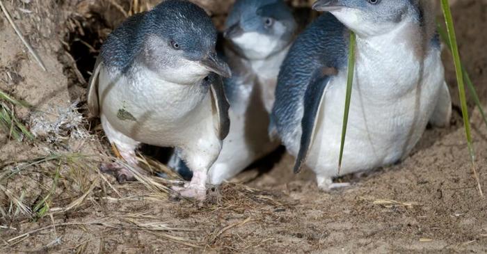 Cel mai adorabil pinguin dispărut de pe Pământ, dezvăluit de mici fosile