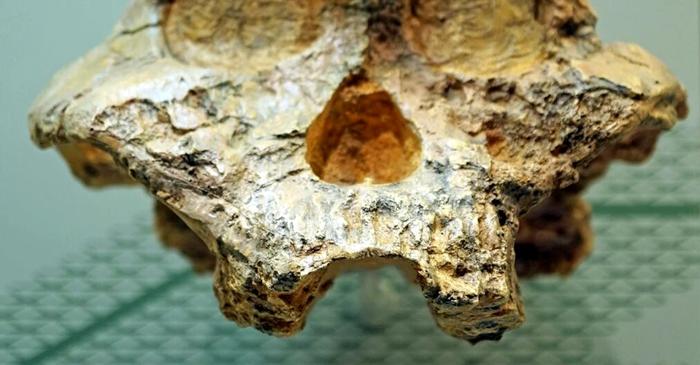Cele mai vechi date genetice umane, extrase de la fosile de hominid vechi de 2 milioane de ani