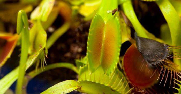 Cum au apărut plantele carnivore?
