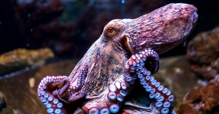 Test de cultură generală. Care e diferența dintre caracatițe și calamari?