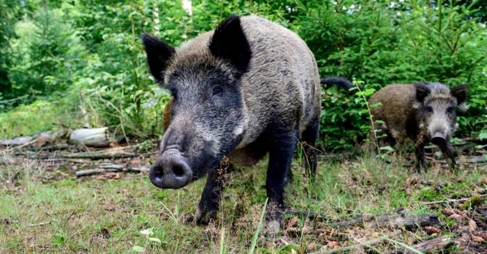 „Paradoxul porcilor mistreți” radioactivi din Germania a fost rezolvat