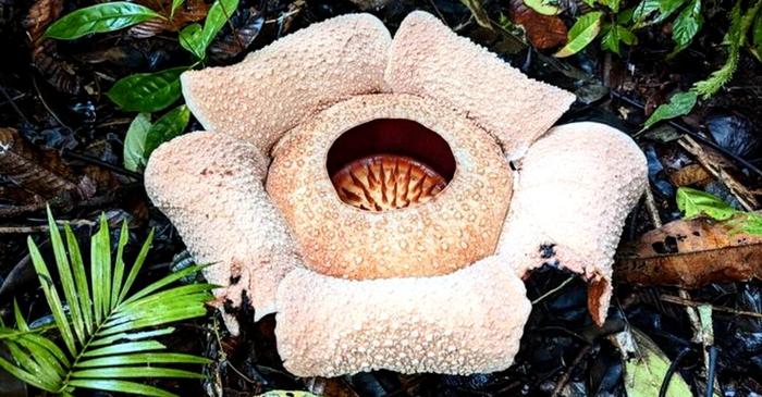 Cea mai urât mirositoare floare din lume ar putea dispărea în curând