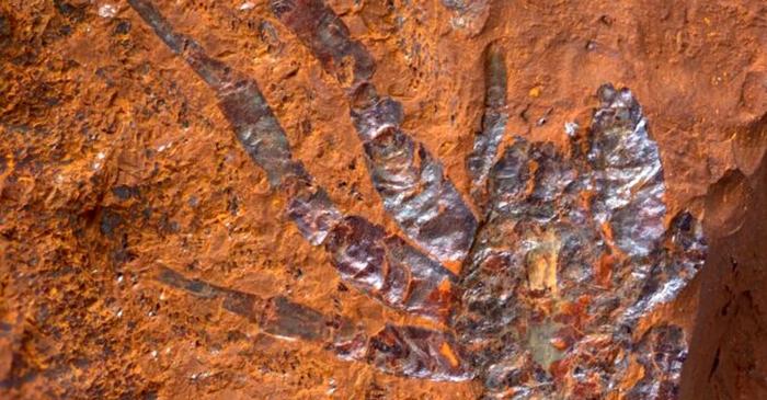 Fosila unui păianjen gigantic de acum 16 milioane de ani, găsită în Australia