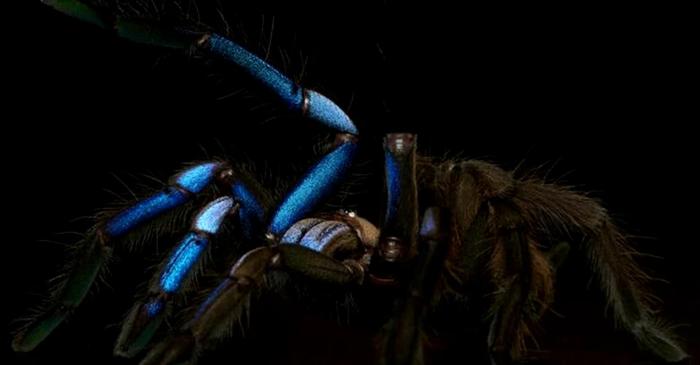 O specie nouă de tarantulă albastră strălucește precum un giuvaier
