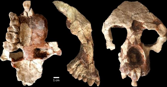 Un craniu misterios contestă teoria privind locul în care au evoluat strămoșii omului