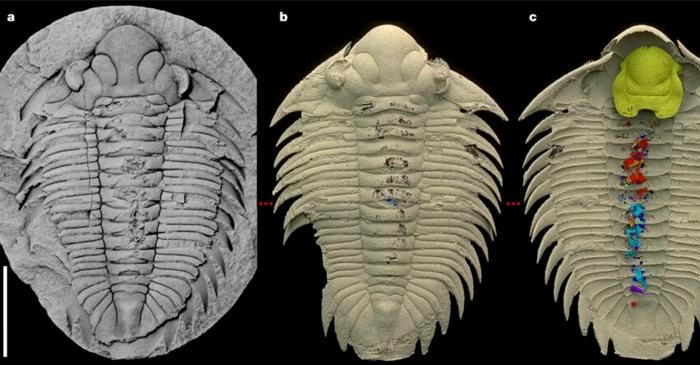 O fosilă de trilobit, găsită într-o stare atât de bună încât ultimul prânz este vizibil la interior