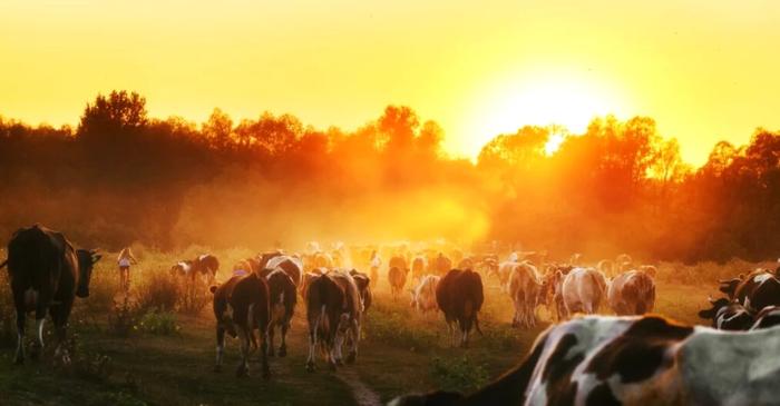 Primii cowboy americani au fost probabil sclavi, arată o nouă analiză