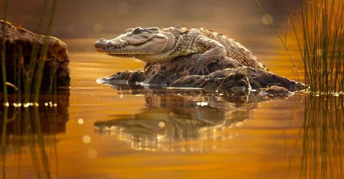 Ultimul crocodil cunoscut din Europa a trăit în Spania acum 4,5 milioane de ani