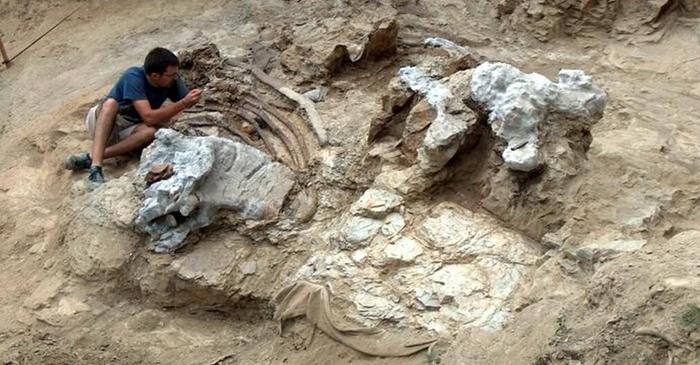 Un adevărat „titan” al dinozaurilor din Cretacic, dezgropat în Spania