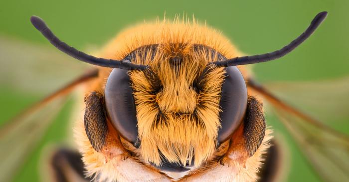 Test de cultură generală. Câți ochi au albinele?