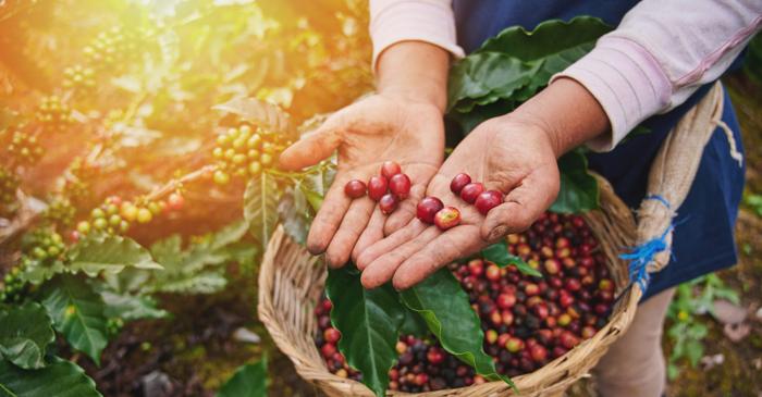 Ce origine preistorică are cafeaua, una dintre cele mai consumate băuturi din lume?