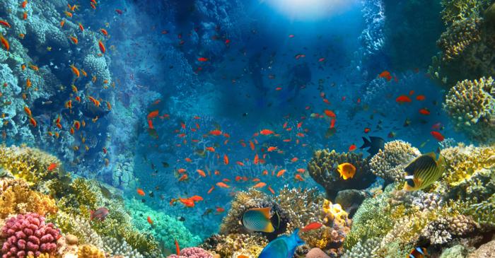 Peștii tropicali invadează apele Australiei din cauza schimbărilor climatice