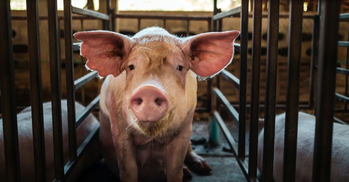 Copiii care au dat nume animalelor de fermă nu au mai dorit să le mănânce