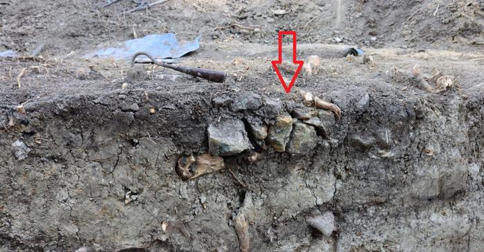 Misterul vampirului copil din Polonia medievală dezlănțuie fascinația arheologilor români