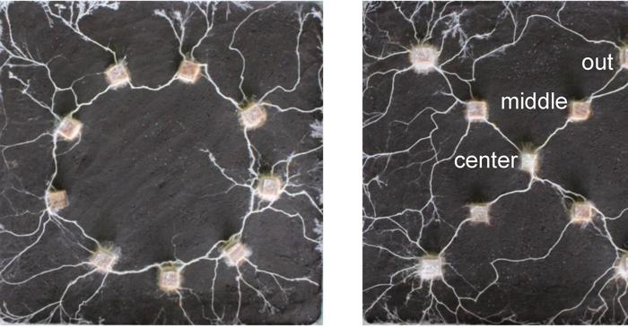 Cât de inteligente sunt cu adevărat ciupercile?