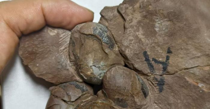 Descoperire uimitoare - cel mai mic ou de dinozaur din istorie, găsit în China